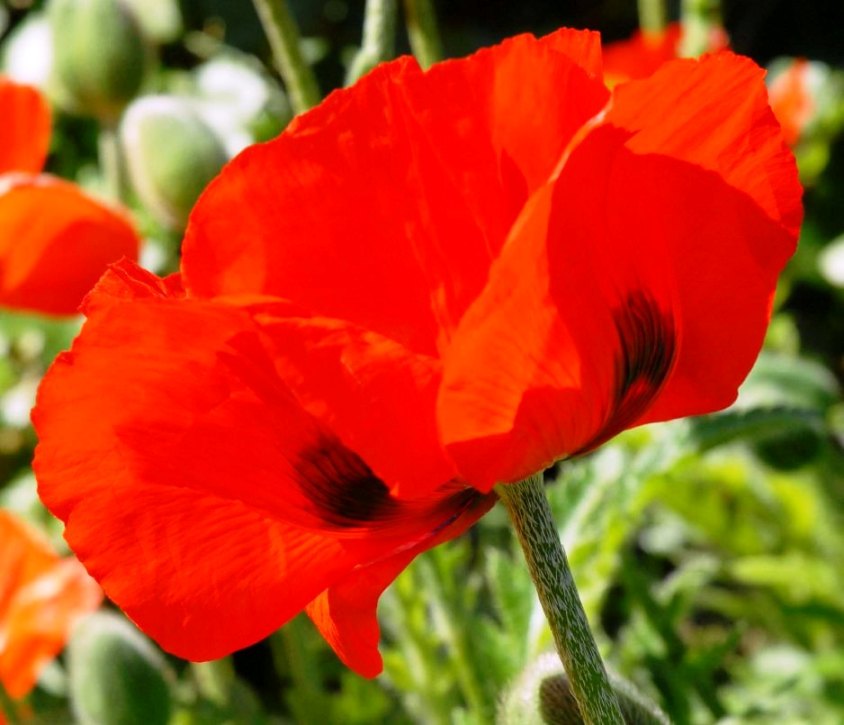 Mohn