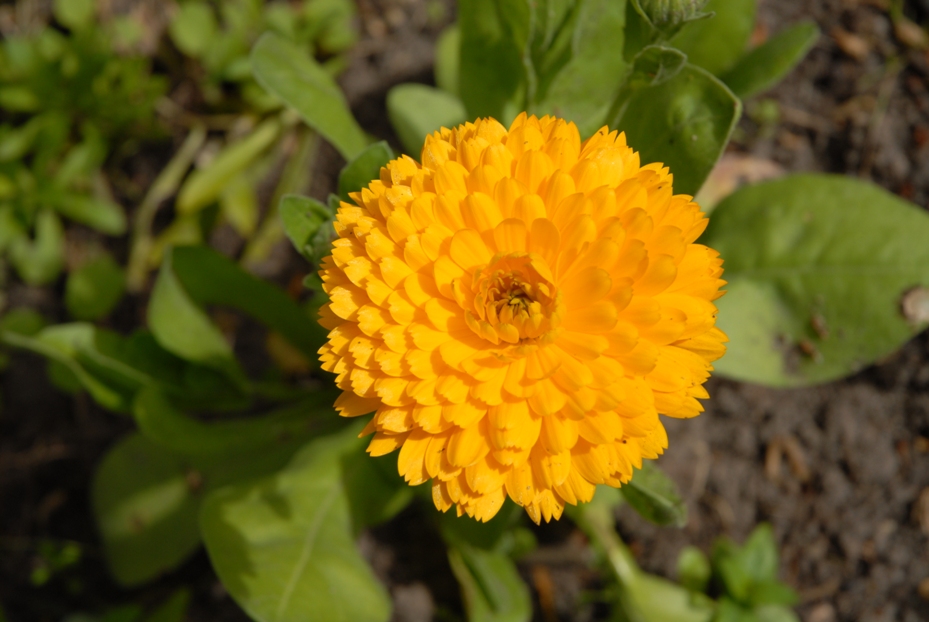 Mohn