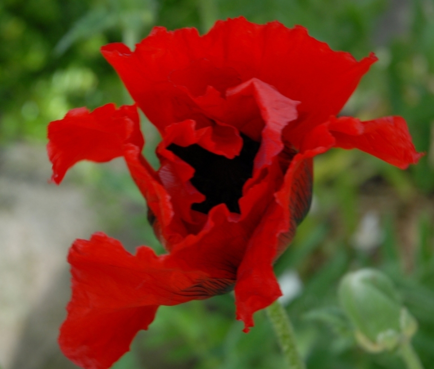 Mohn