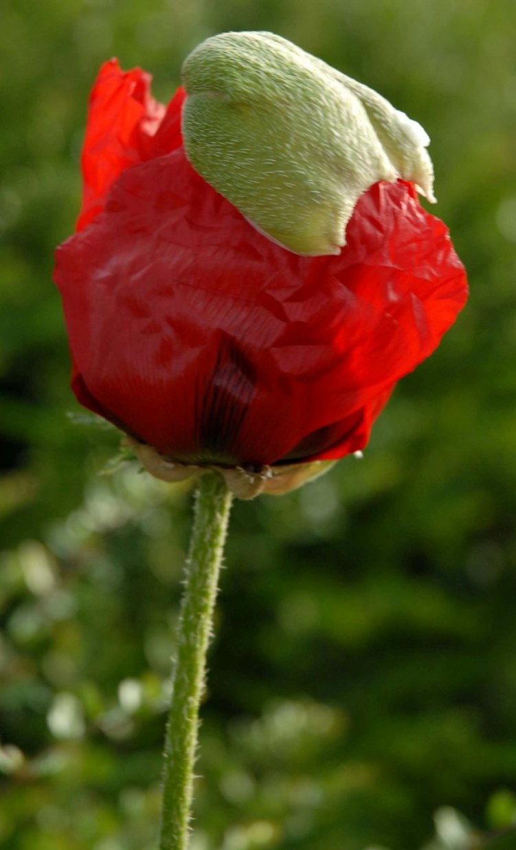 Mohn