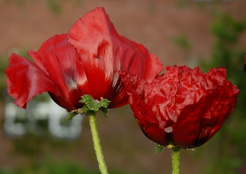 Mohn
