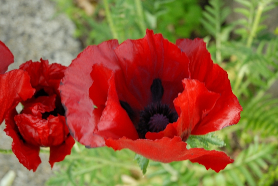 Mohn