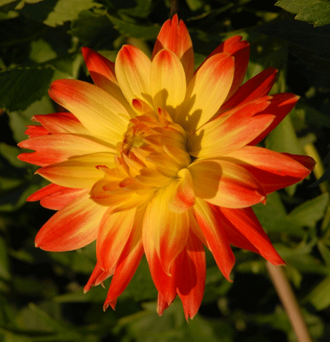Dahlien in Sickenberg 