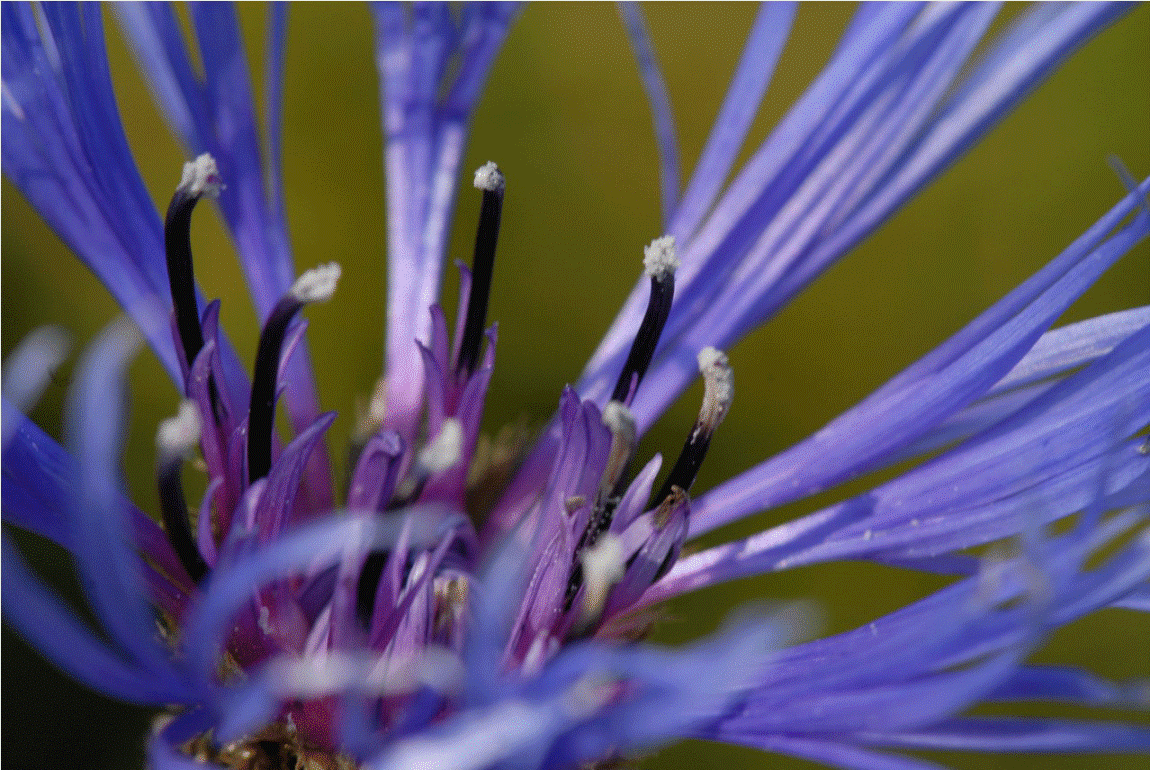 Kornblume