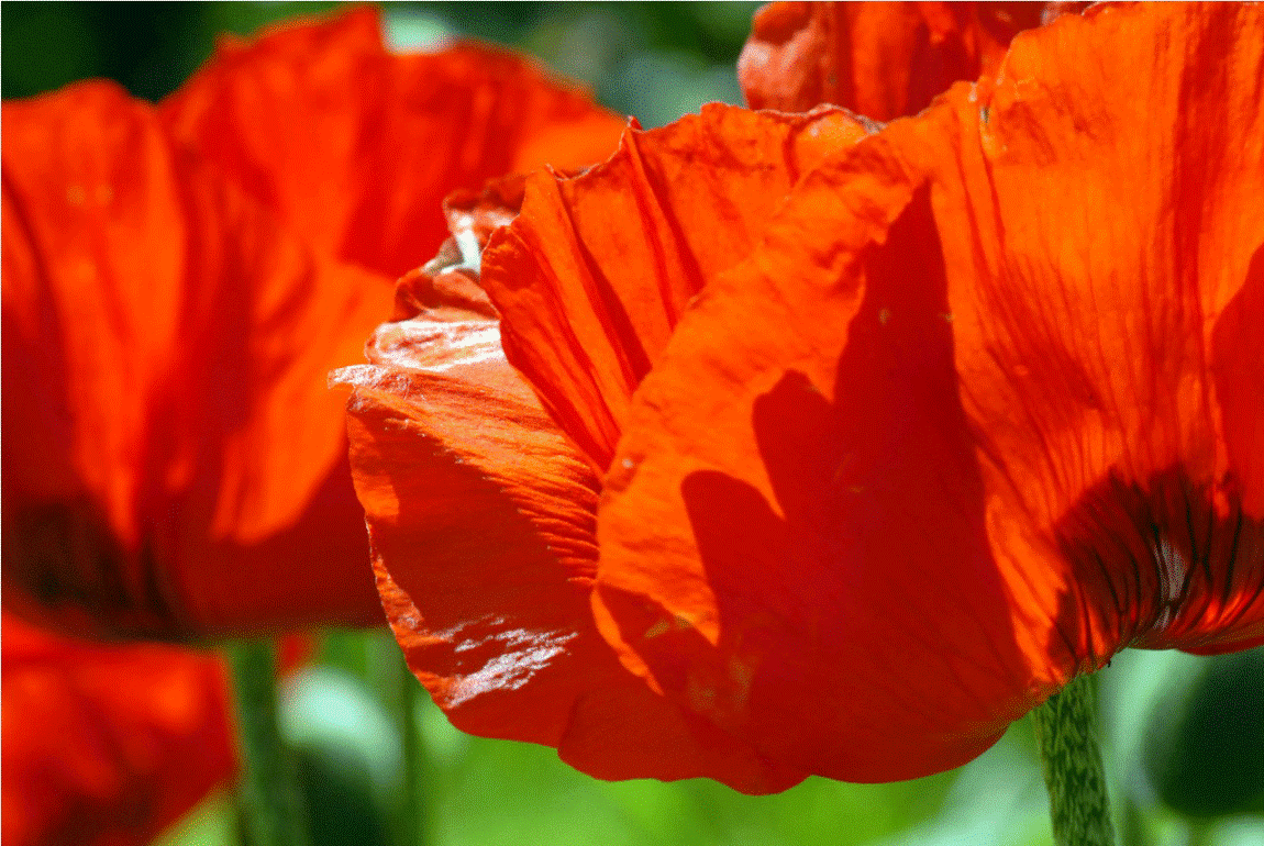 Mohn