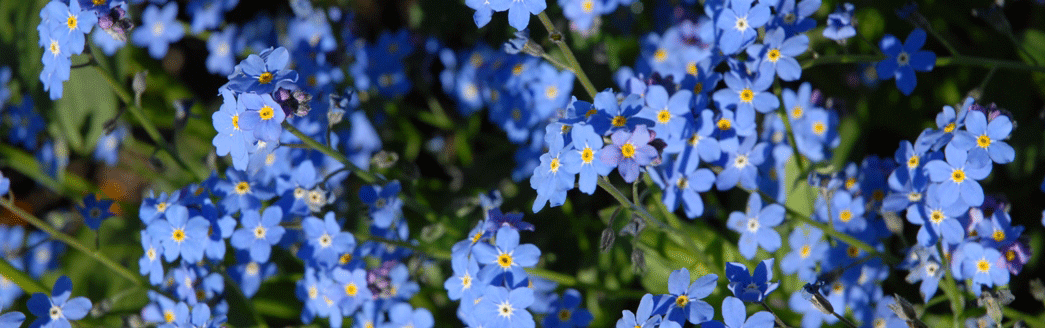 Blumen