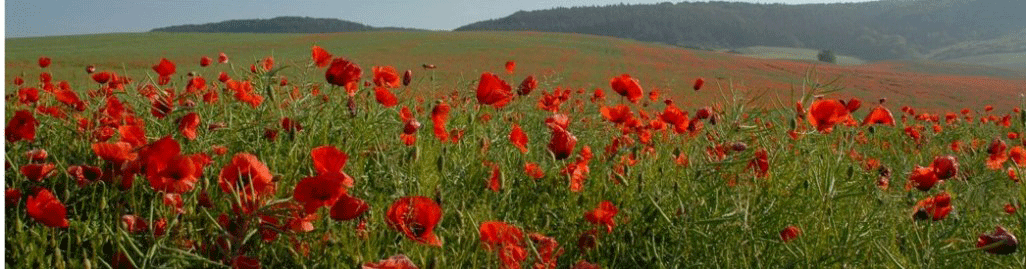 Mohnblumen