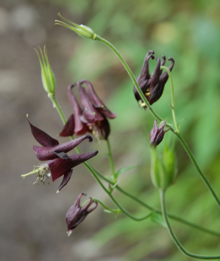 Schynige Platte