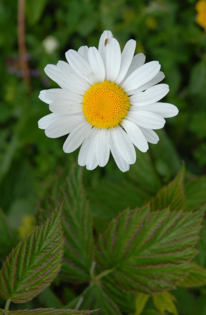 Schynige Platte