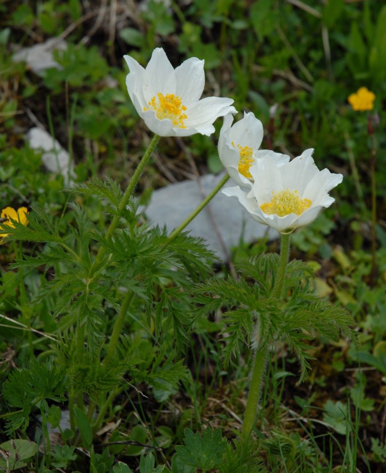 Schynige Platte
