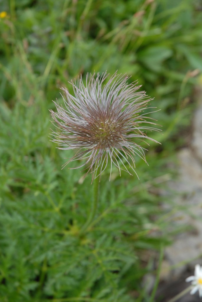 Schynige Platte