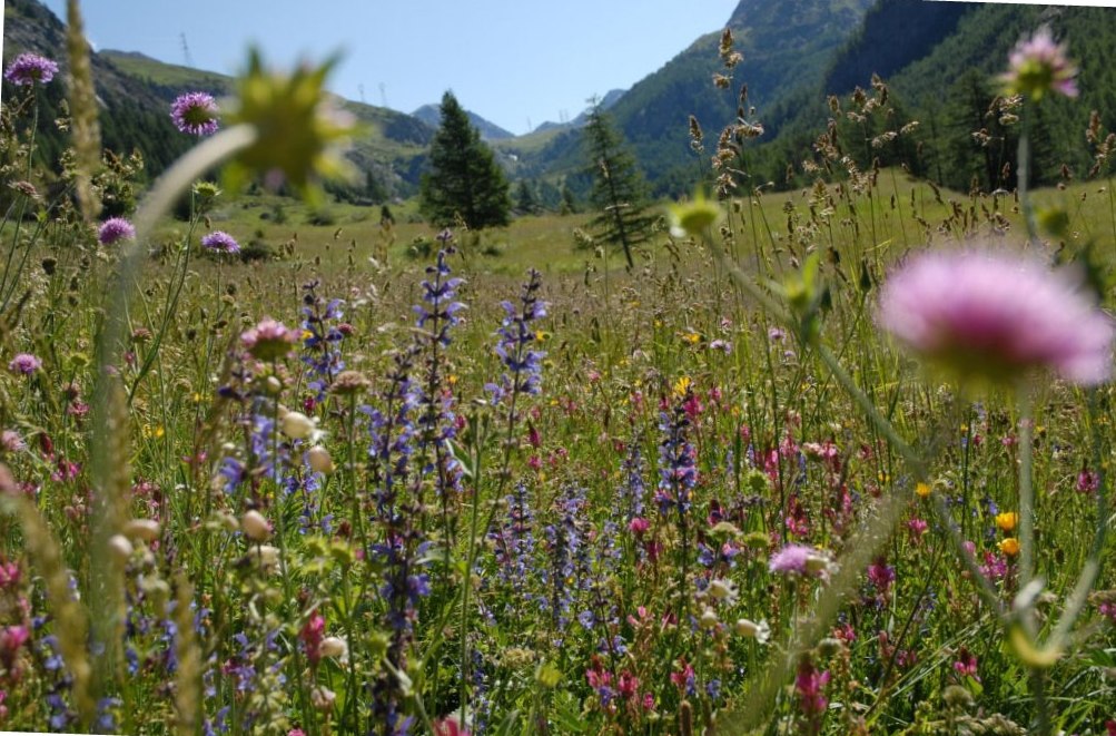 Wanderung im Cogne Tal