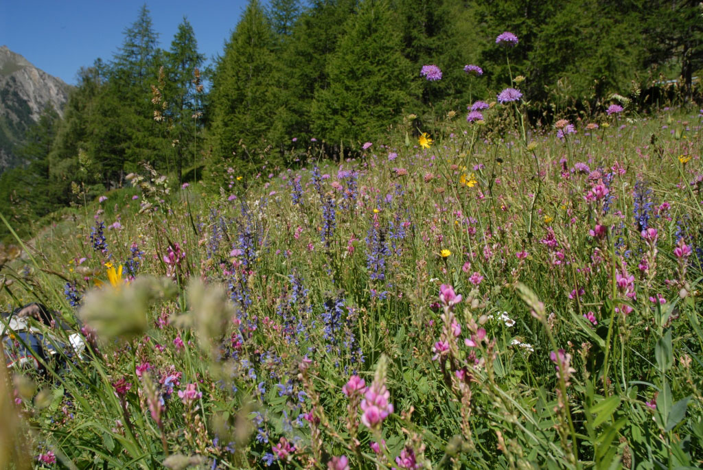 Wanderung im Cogne Tal